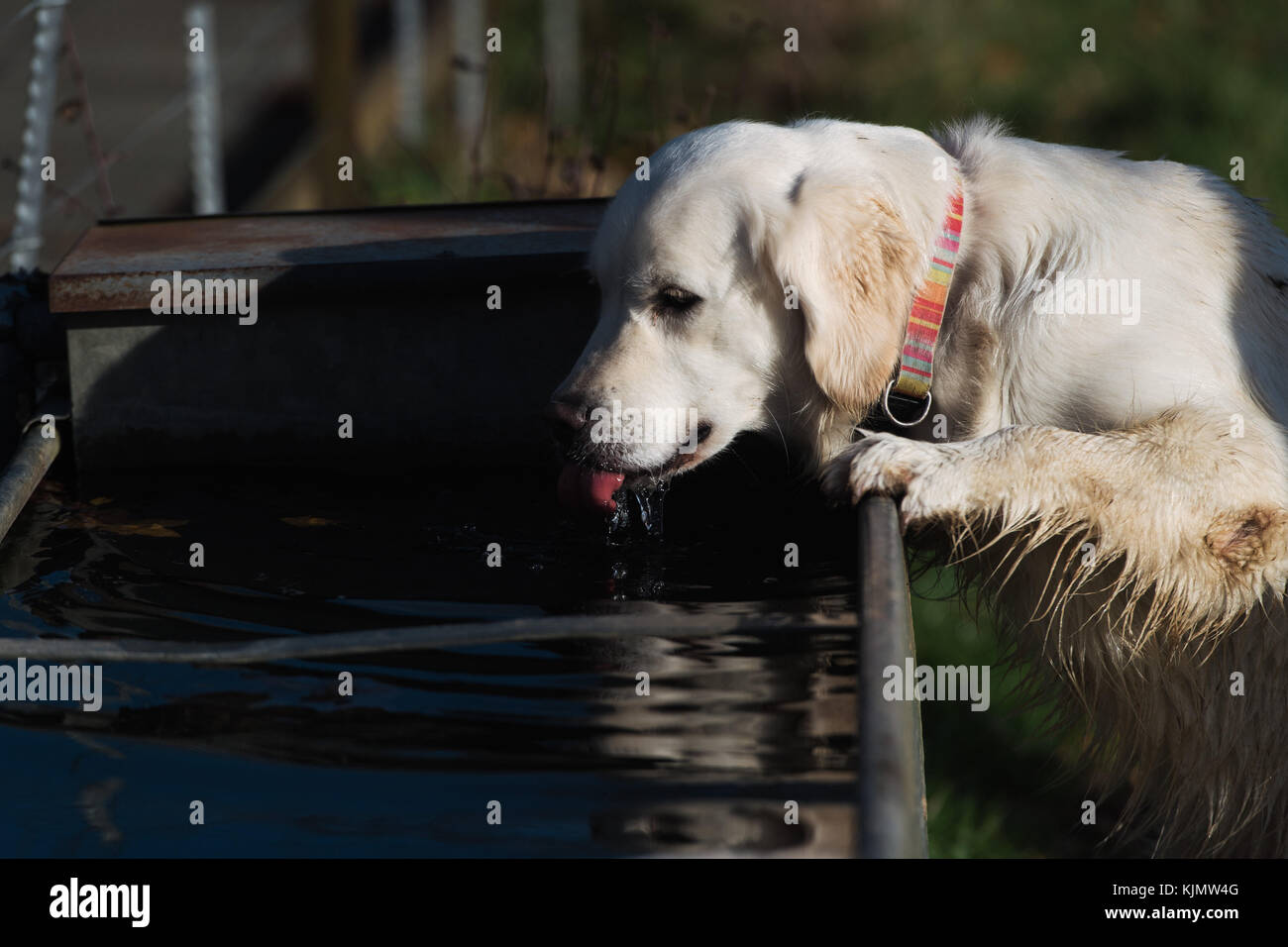 Water Trough In Field High Resolution Stock Photography and Images - Alamy
