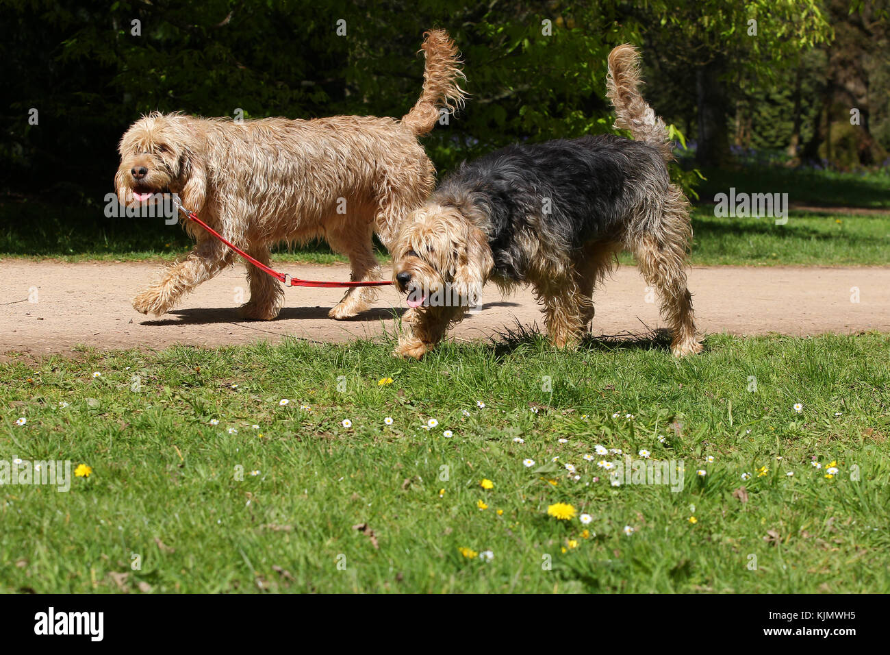 is a otterhound the right dog for you