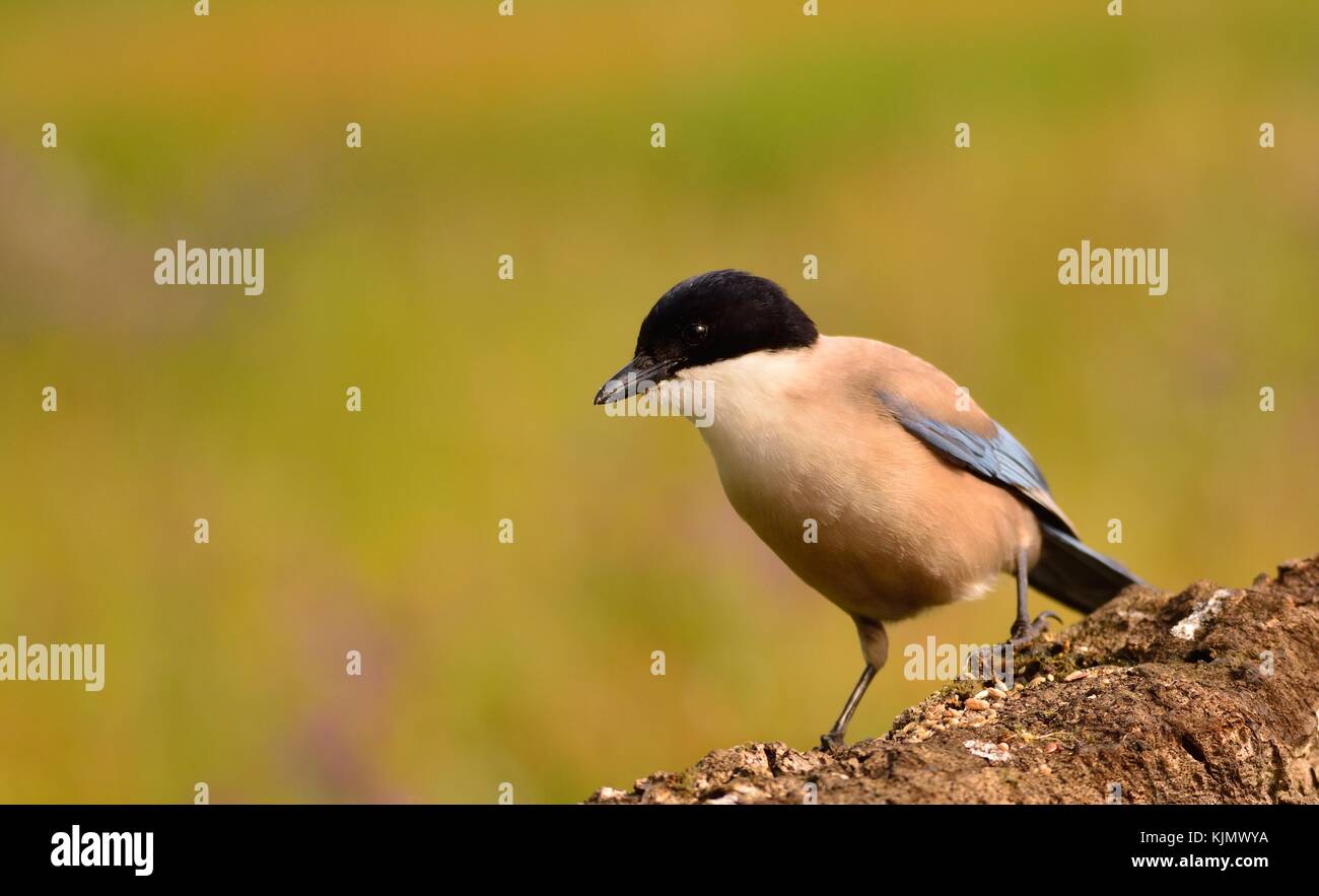 Azure winged magpie perched on a branch with background of spring colors. Stock Photo