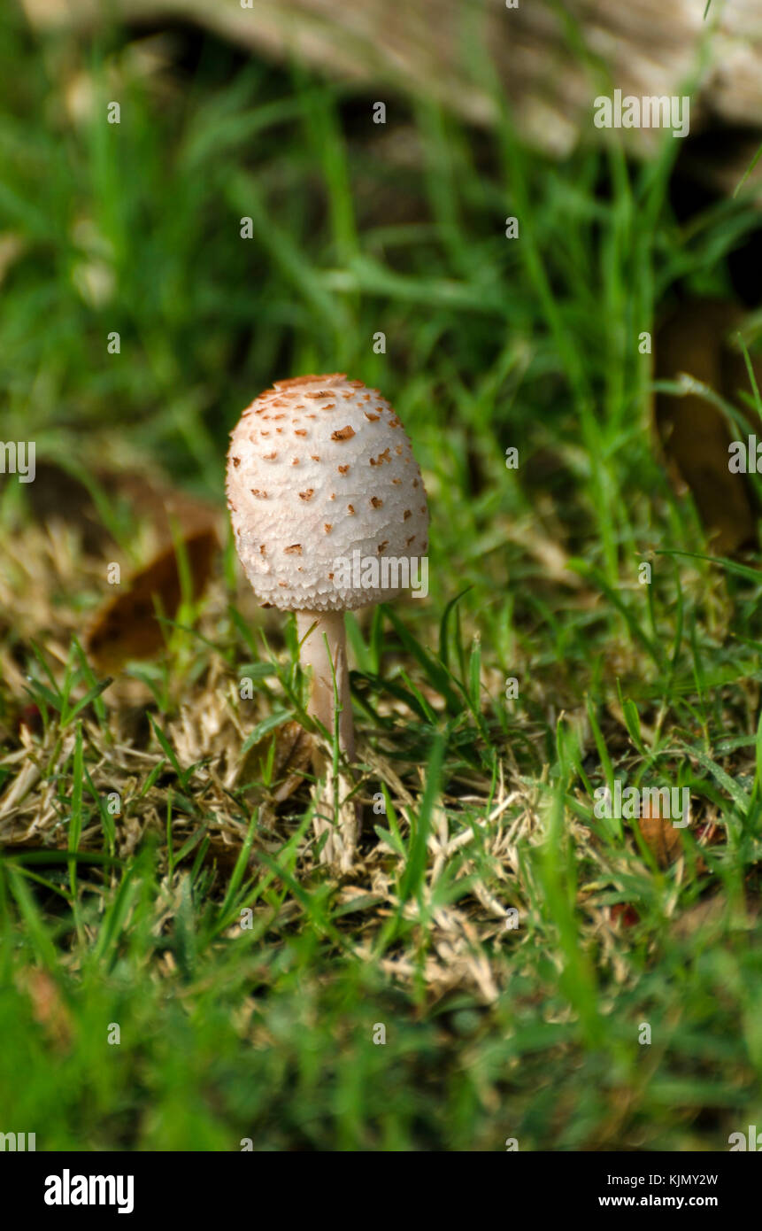 Shaggy ink cap mushroom isolated in grass illuminated by the morning light Stock Photo