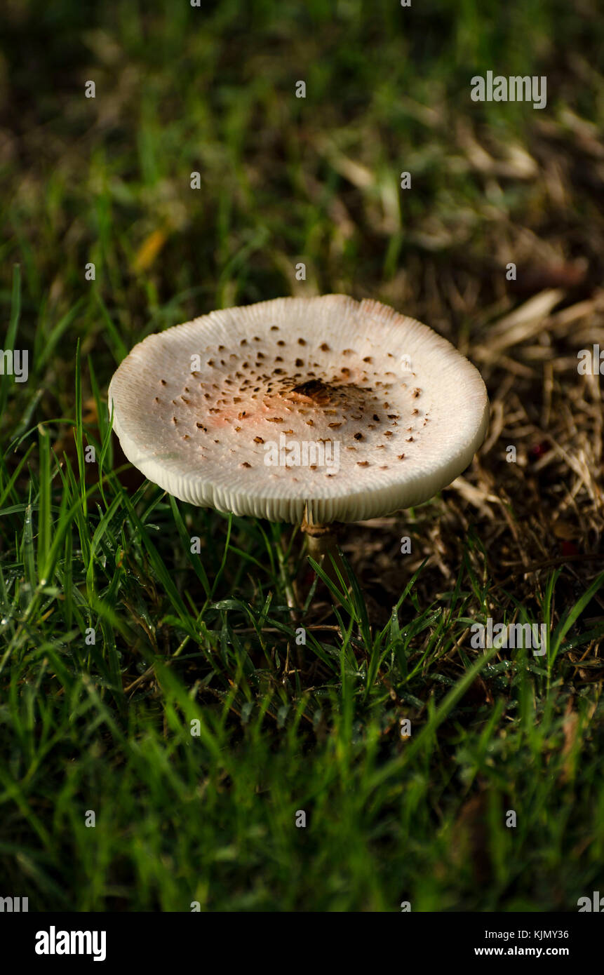 Shaggy ink cap mushroom isolated in grass illuminated by the morning light Stock Photo
