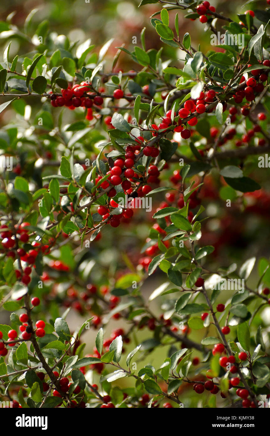 hawthorn Berries grow ripe on the branches of a vibrant Stock Photo