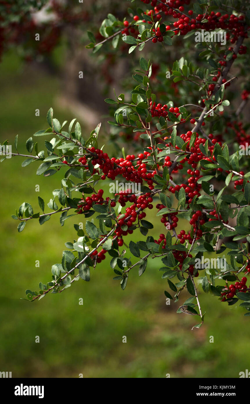hawthorn Berries grow ripe on the branches of a vibrant Stock Photo