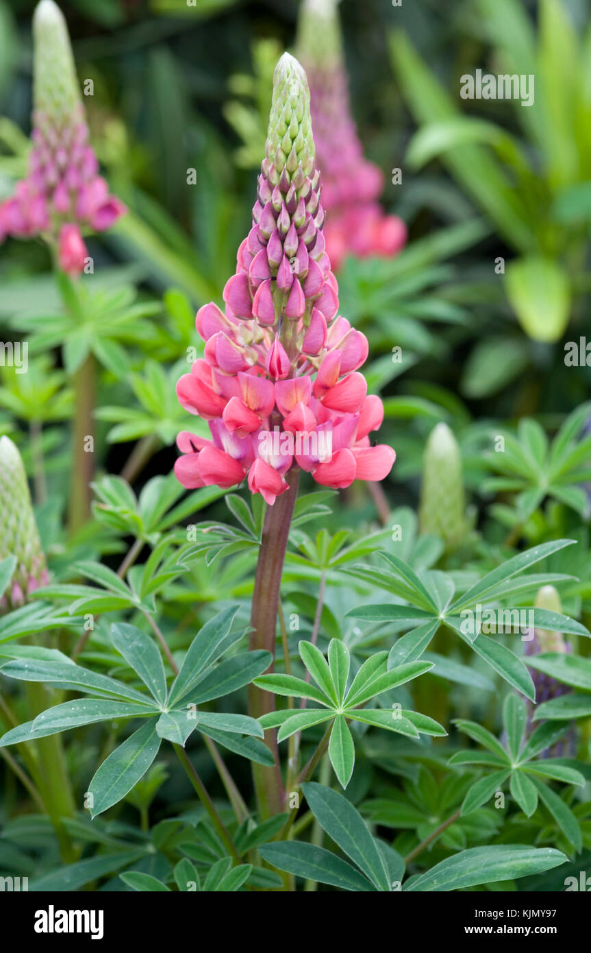 LUPINUS SALMON STAR Stock Photo - Alamy