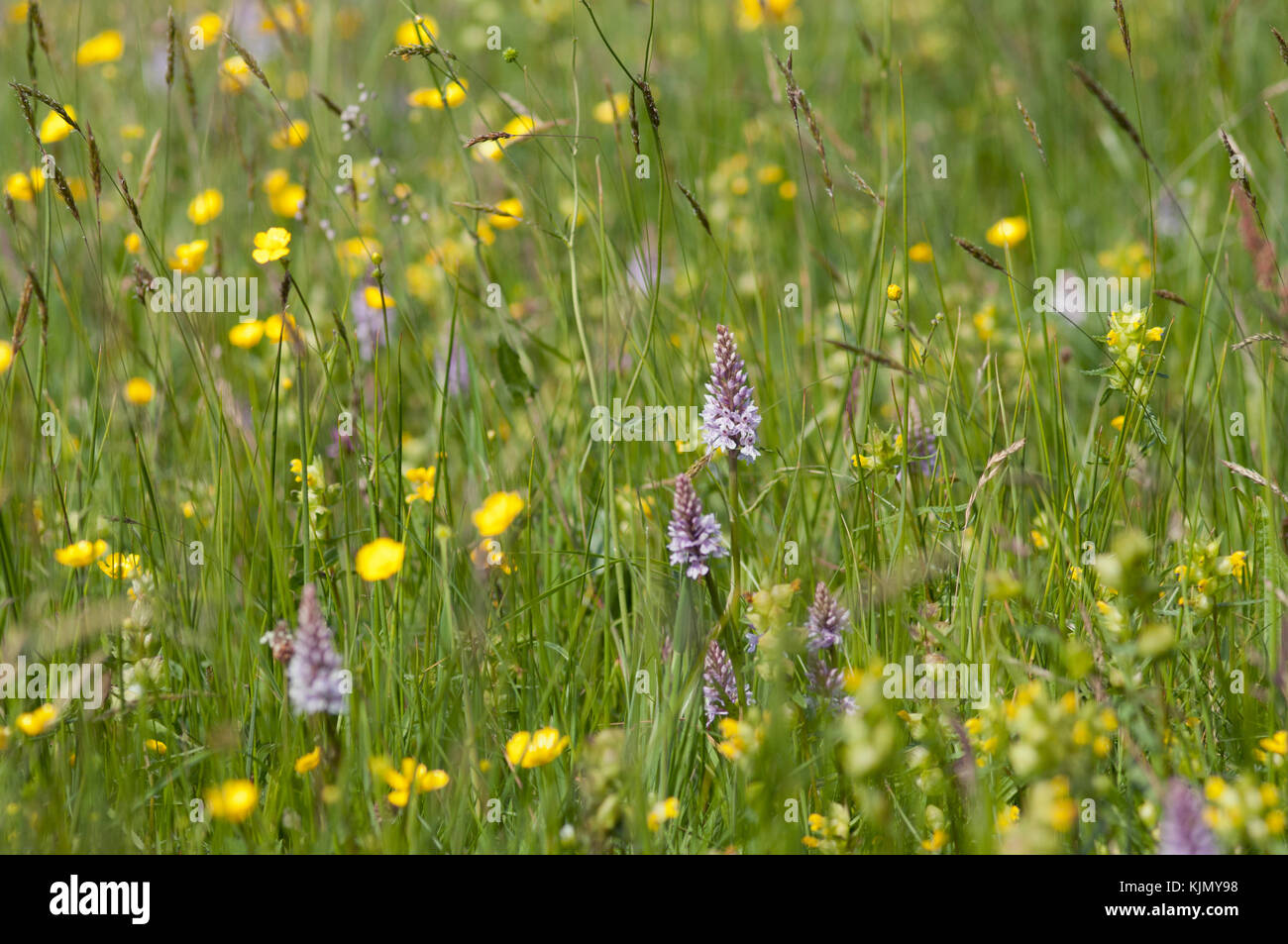 DACTYLORHIZA FUCHSII IN A WILDFLOWER MEADOW Stock Photo