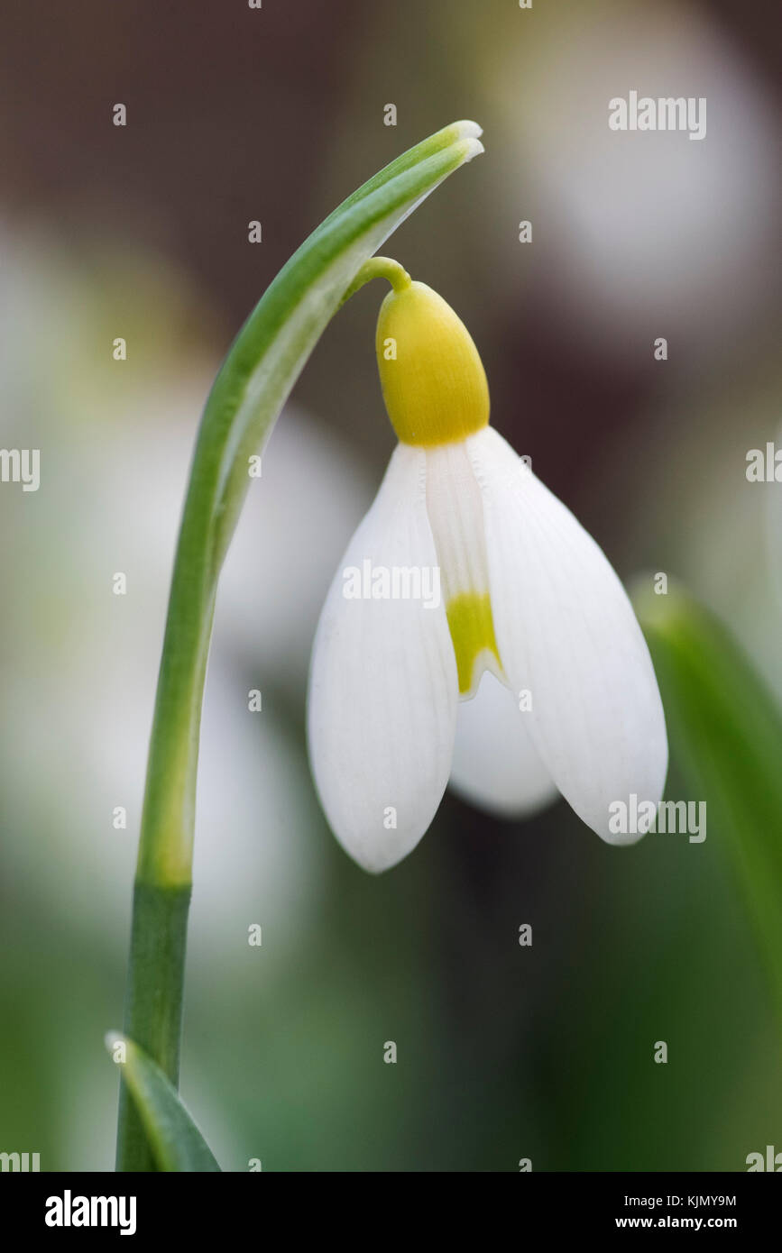 GALANTHUS PRIMROSE WARBURG Stock Photo Alamy