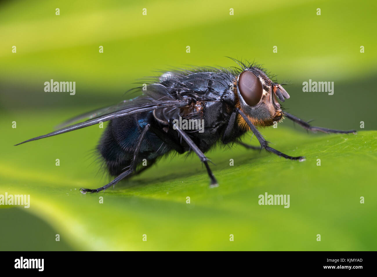 Blow Fly (Calliphora vomitoria) resting on a leaf in farmland. Tipperary, Ireland. Stock Photo