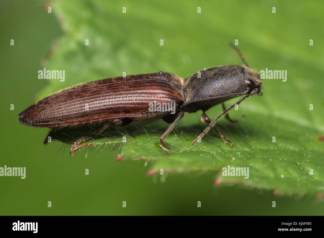 Click Beetle resting on bracken leaf in woodland. Tipperary, Ireland. Stock Photo