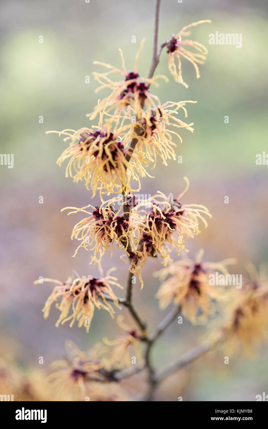 HAMAMELIS X INTERMEDIA GLOWING EMBERS Stock Photo