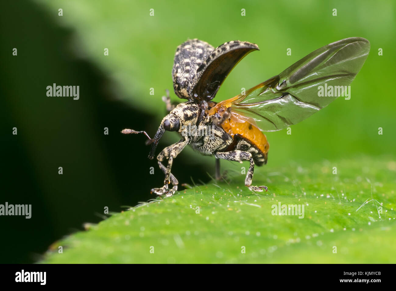 Open fly hi-res stock photography and images - Alamy