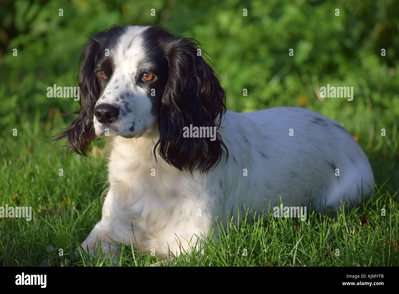 Black and white female Cocker Spaniel Stock Photo