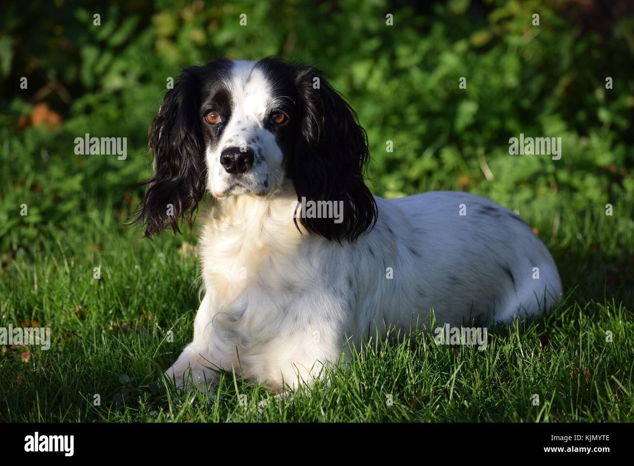 Black and white female Cocker Spaniel Stock Photo