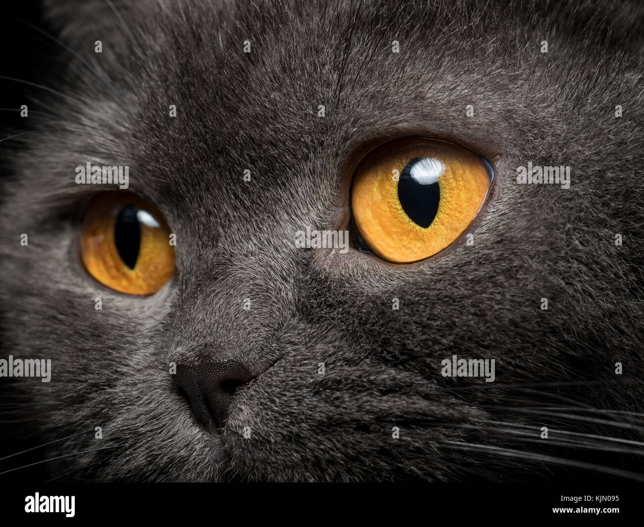 Gray cat yellow eyes close up. Looking outside Stock Photo - Alamy