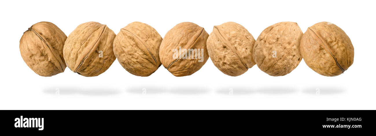Seven whole walnuts in a row levitating on white background. Top views of the nuts of the common walnut tree Juglans regia, Photo. Stock Photo