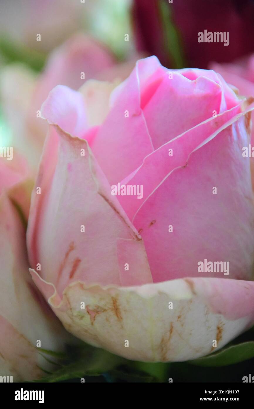 the rose as a symbol of love, perfect impressions Stock Photo Alamy