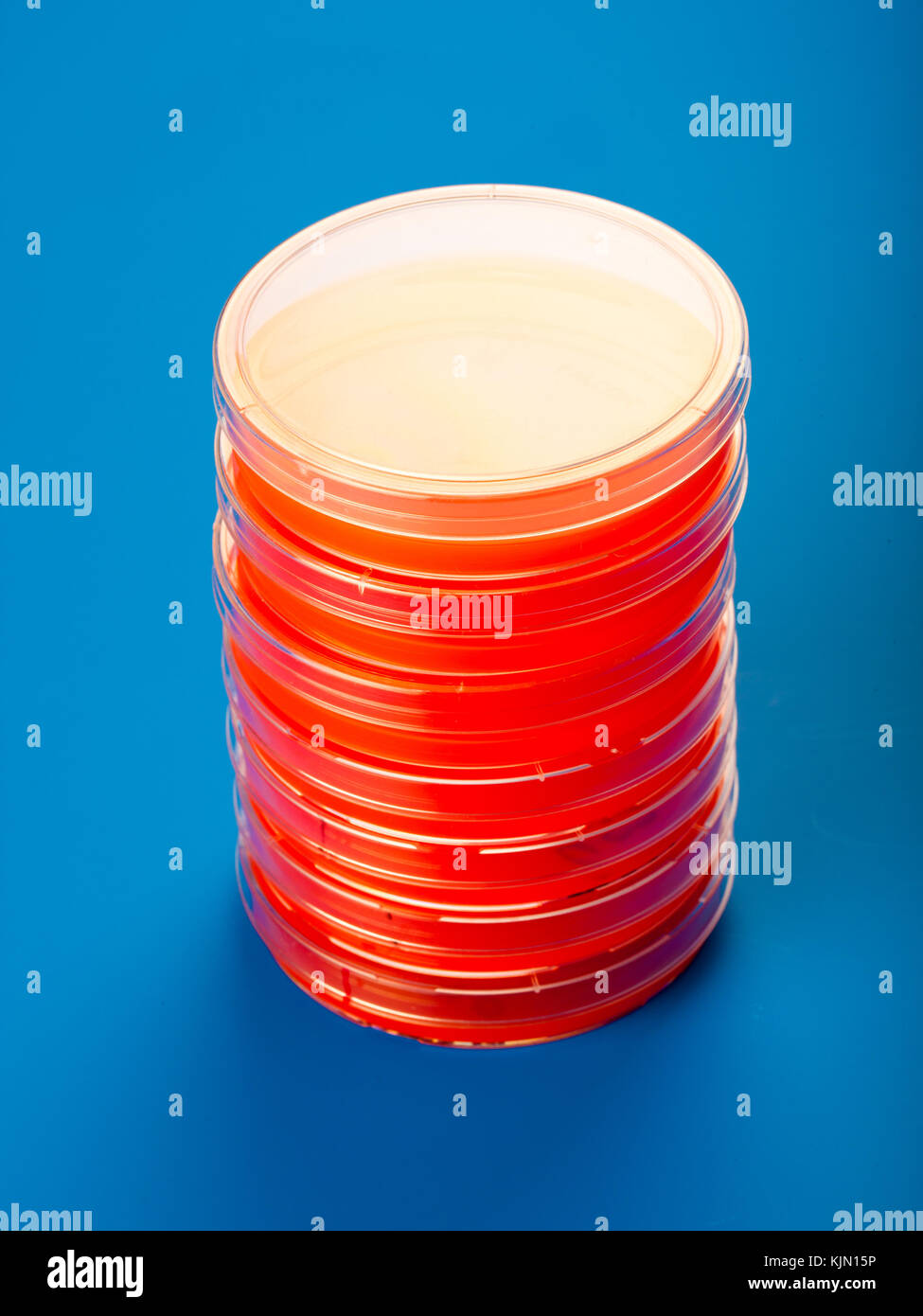 Petri dishes with blood agar Stock Photo Alamy