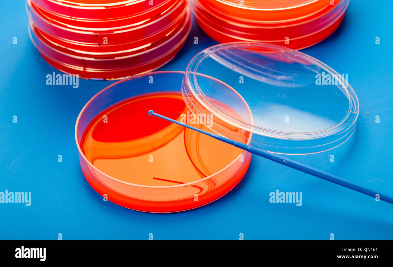 Petri Dish Blood Agar Culture Stock Photos & Petri Dish Blood Agar