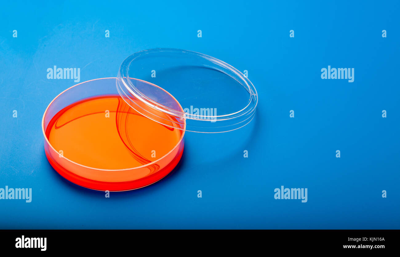 Petri Dish Blood Agar Culture Stock Photos & Petri Dish Blood Agar