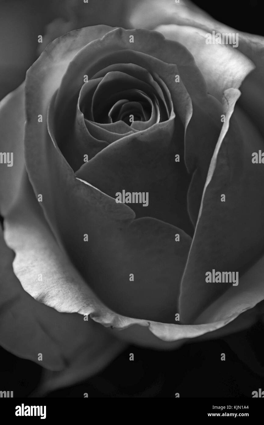 rose in black and white look with strong contrasts Stock Photo