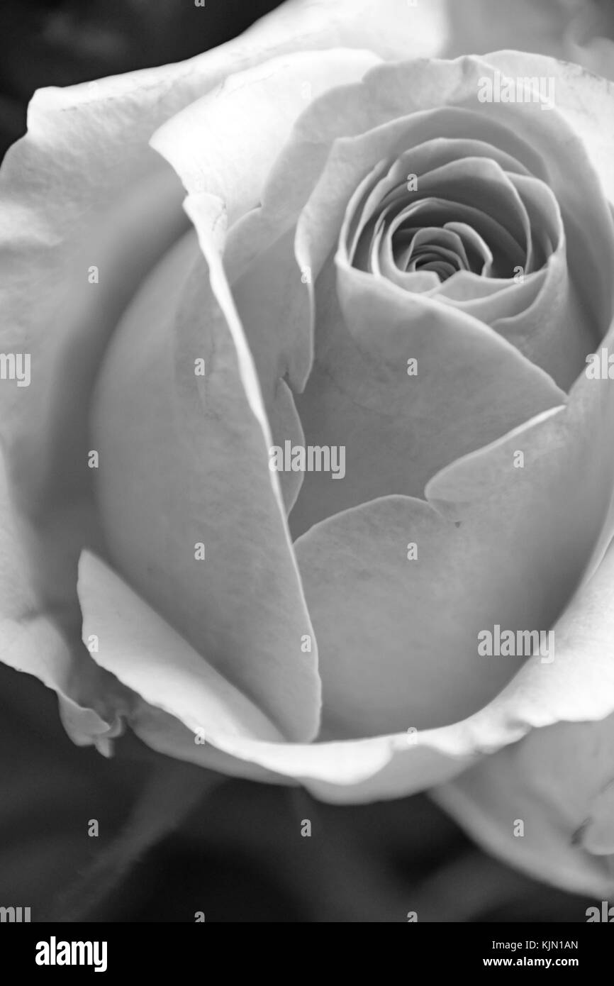beautiful rose with overexposed optics in black and white Stock Photo