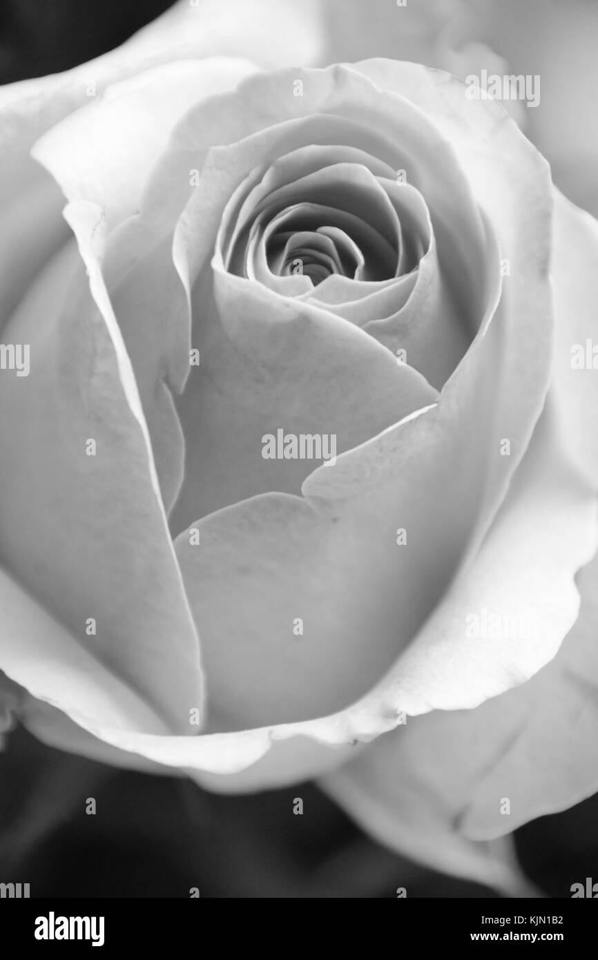 beautiful rose with overexposed optics in black and white Stock Photo