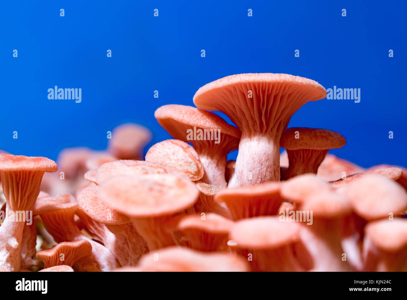 Pleurotus djamor mushrooms grow on substrate Stock Photo