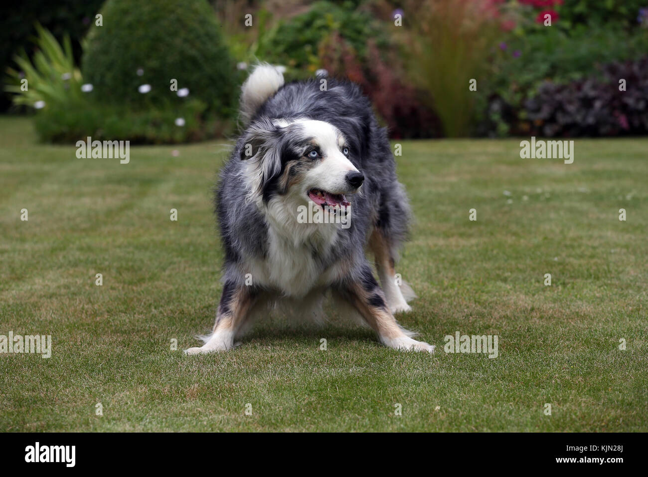 Fake Id Collie Dance