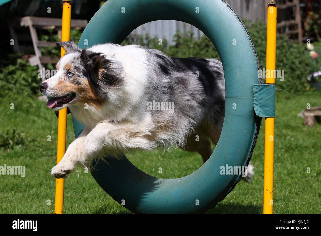 Dog jumping through hoop hires stock photography and images Alamy