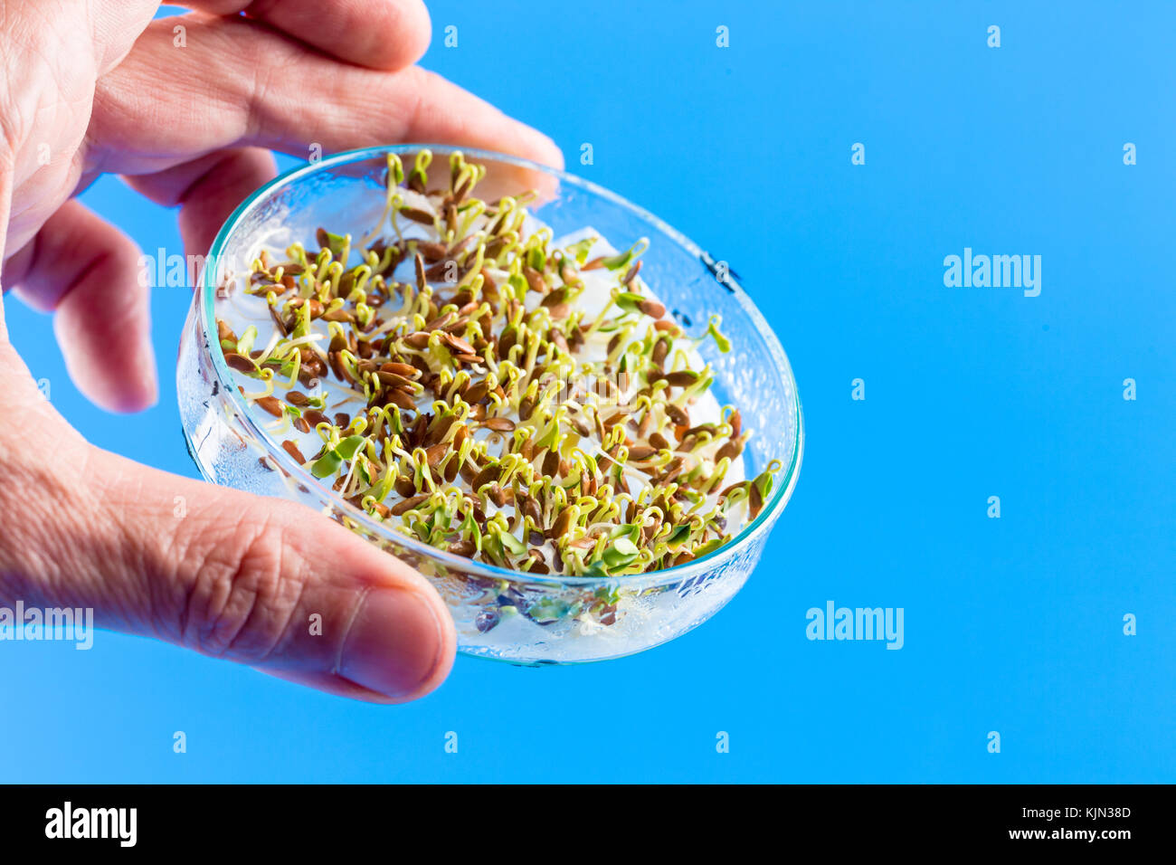 Experiments with plants in petri dish in the laboratory Stock Photo Alamy