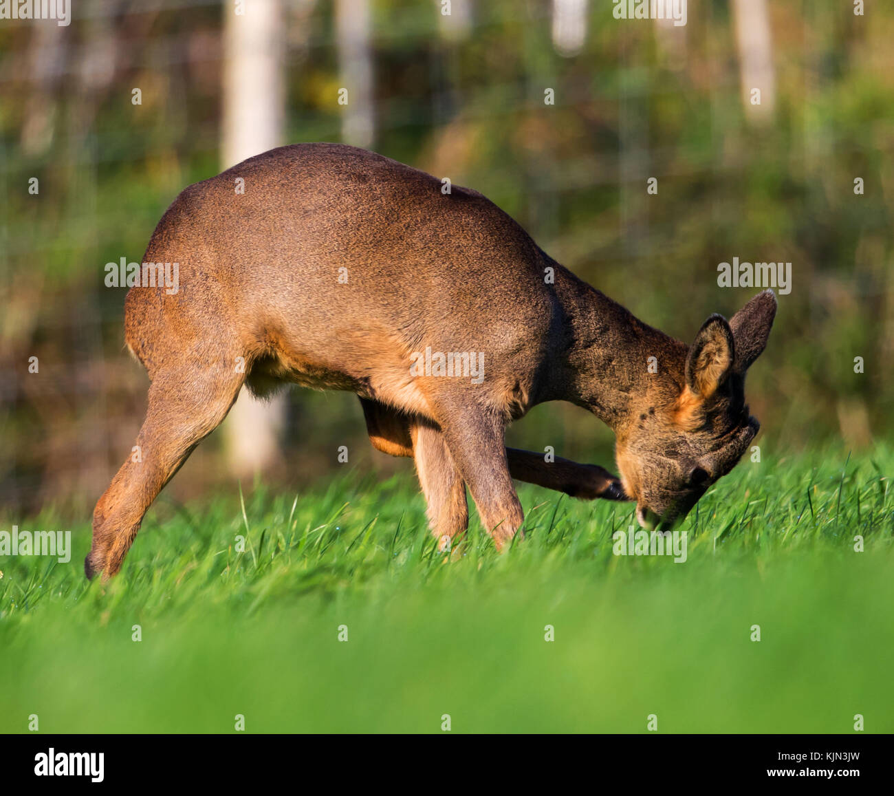Roe Deer doe at Langley Hill Stock Photo Alamy