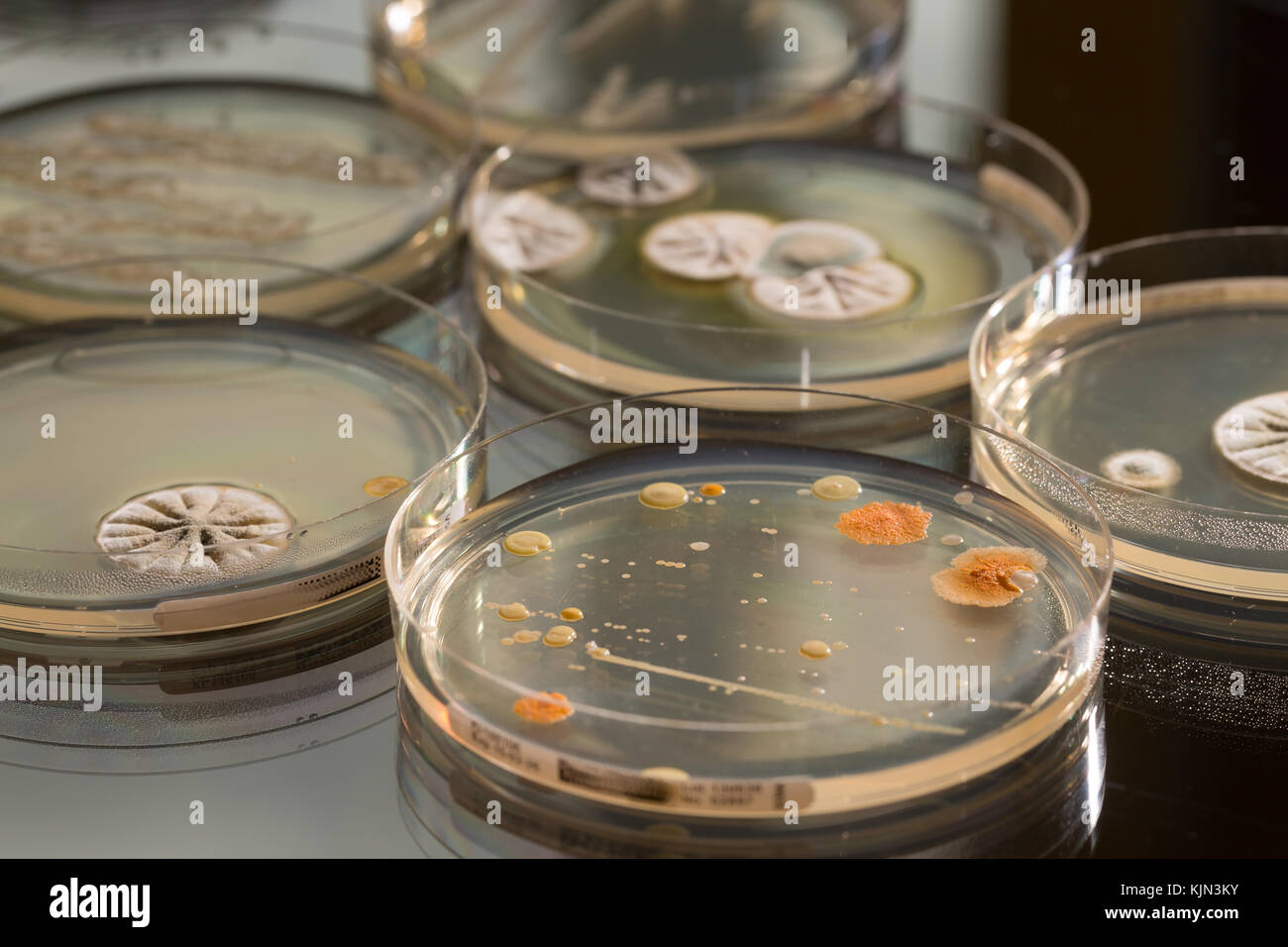 Petri dish with colonies of bacteria and fungi Stock Photo Alamy