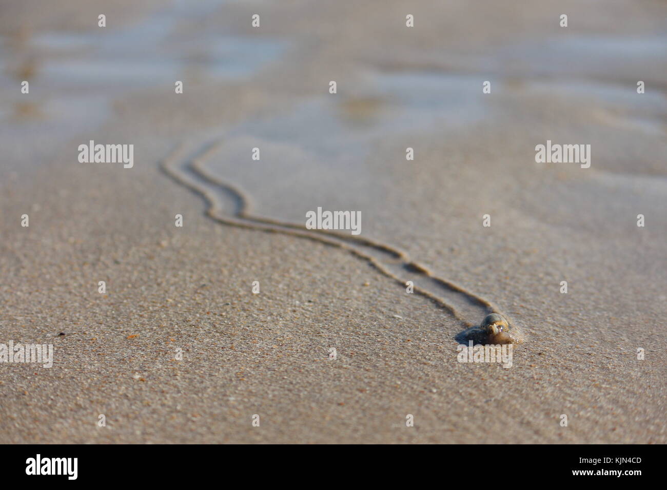 sea snail walking on the beach Stock Photo