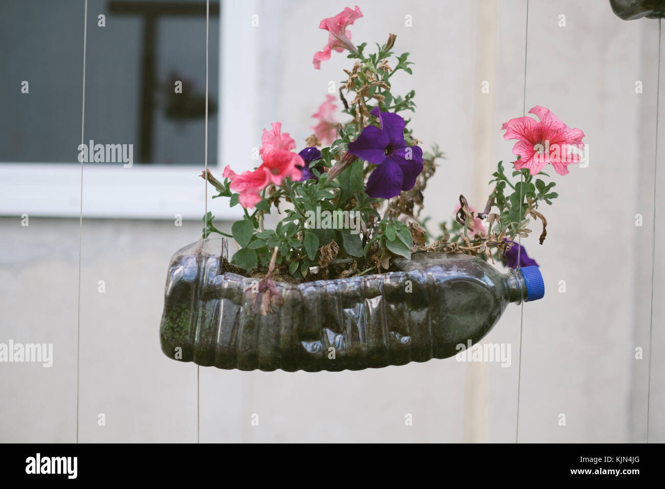 Recycled flower bottle hanging in the street in Sibiu, Romania. Stock Photo
