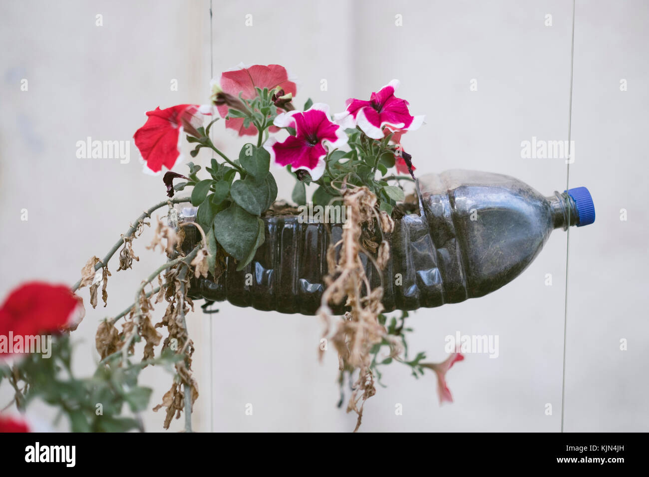 Recycled flower bottle hanging in the street in Sibiu, Romania. Stock Photo