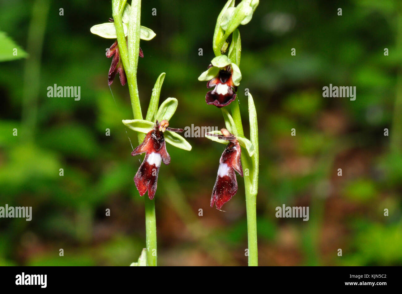 Fly Orchid 'Ophrys insectifera' grows on calcareous soil,flowers May and June,orchid, vulnerable, Hampshire, UK, Stock Photo