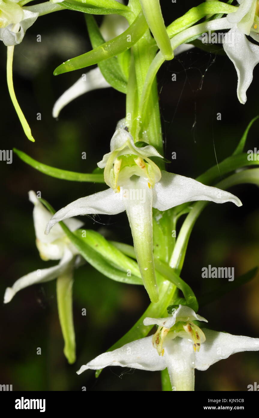Greater Butterfly Orchid 'Platanthera chlorantha' grows on calcareous soil in light dappled shade, close up,  May to July, widespread in UK. Hampshire Stock Photo