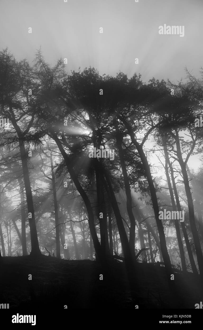 Beauty paisley hires stock photography and images Alamy