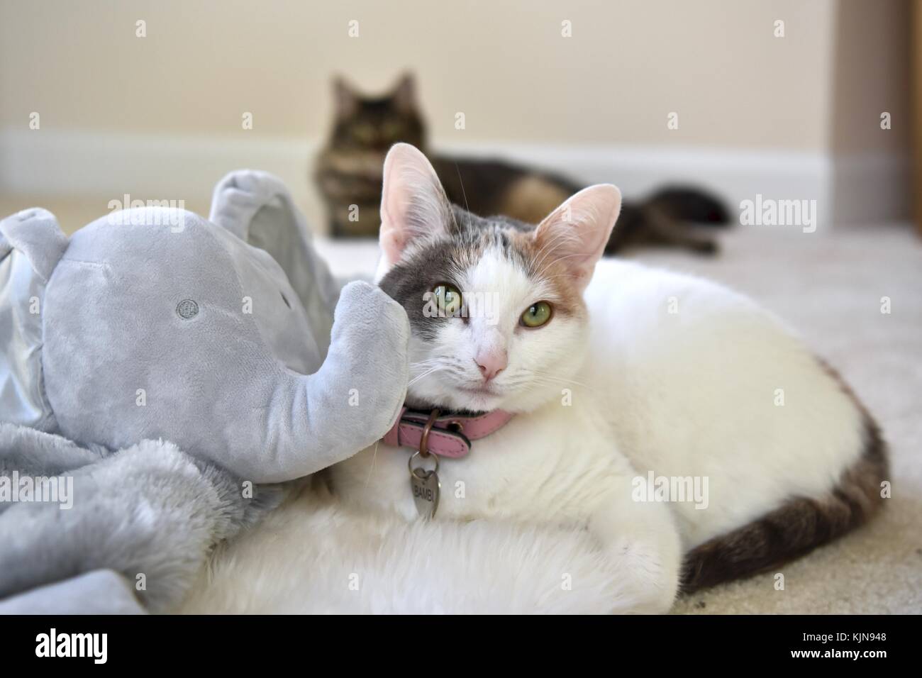 Stuffed toy cat hi res stock photography and images Alamy