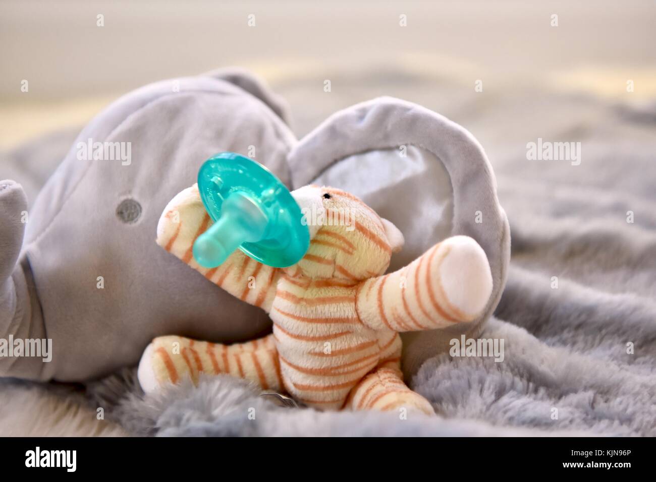 Newborn kitten pacifier or binky Stock Photo Alamy
