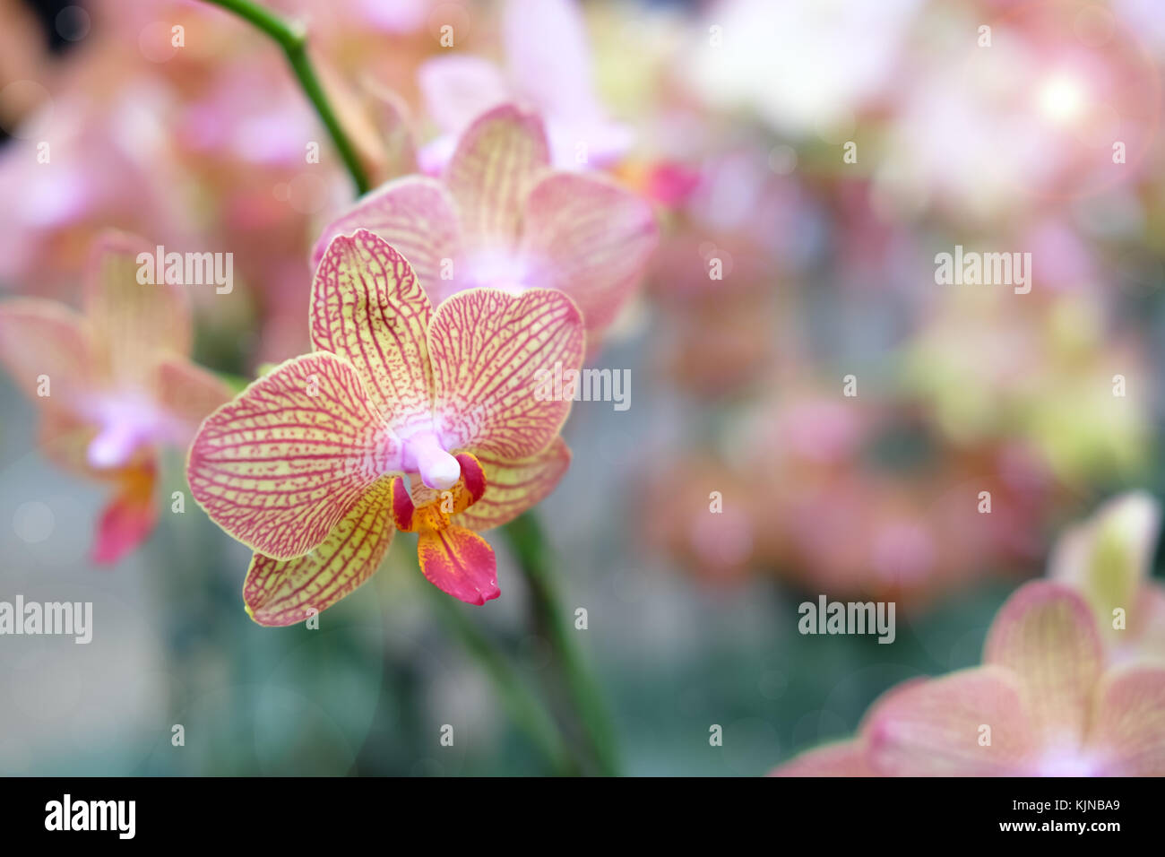 Beautiful orchid flower with natural background, Select the focus and blur, Make Lens Flare. Stock Photo