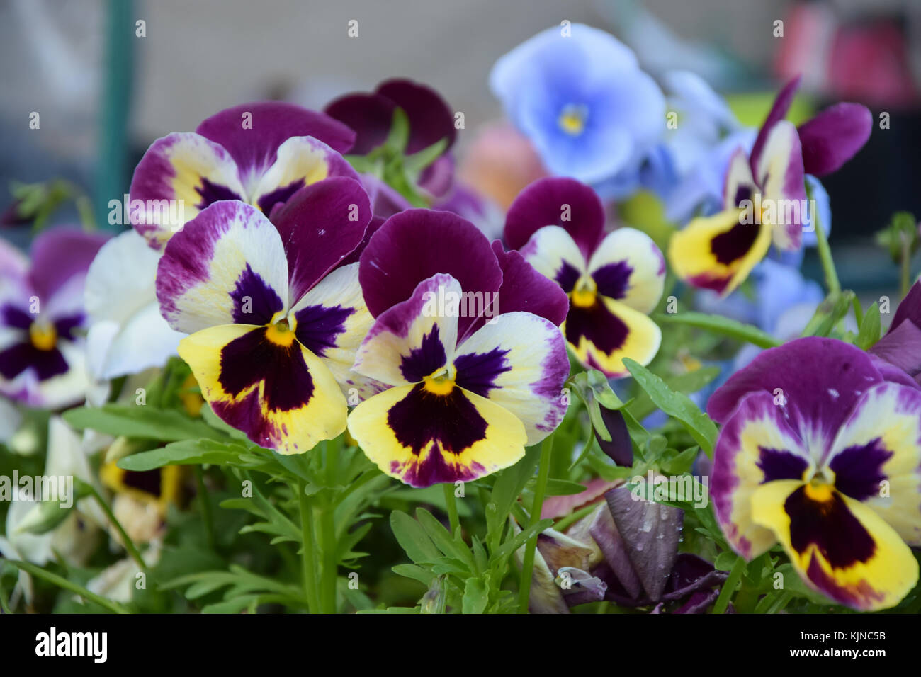 Colorful pansy flowers blooming in the garden Stock Photo
