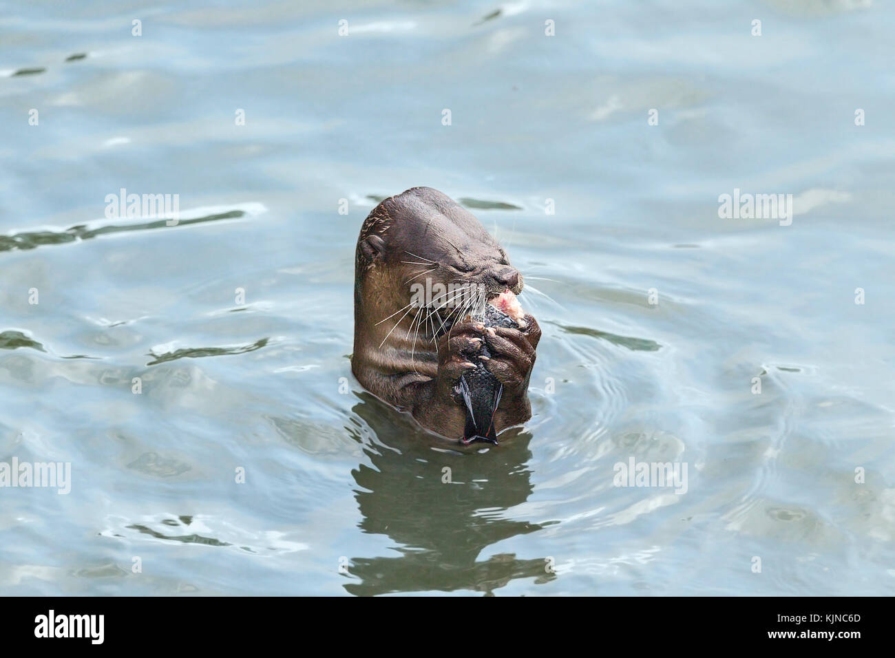 Smooth-coated otter (Lutrogale perspicillata), Singapore Stock Photo
