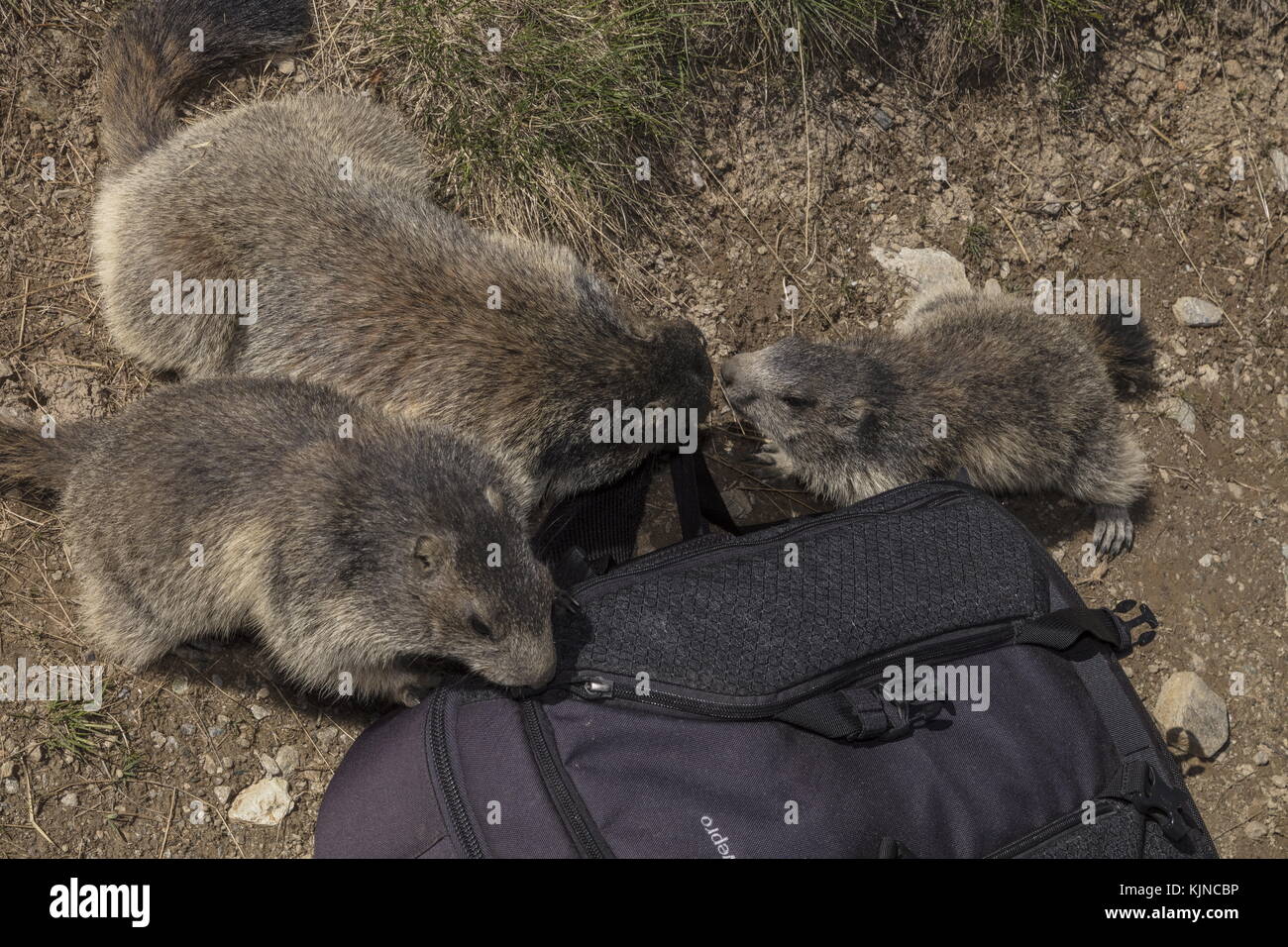 Alpine Marmots, Marmota marmota, investigating camera rucksack, high in the Swiss Alps. Stock Photo