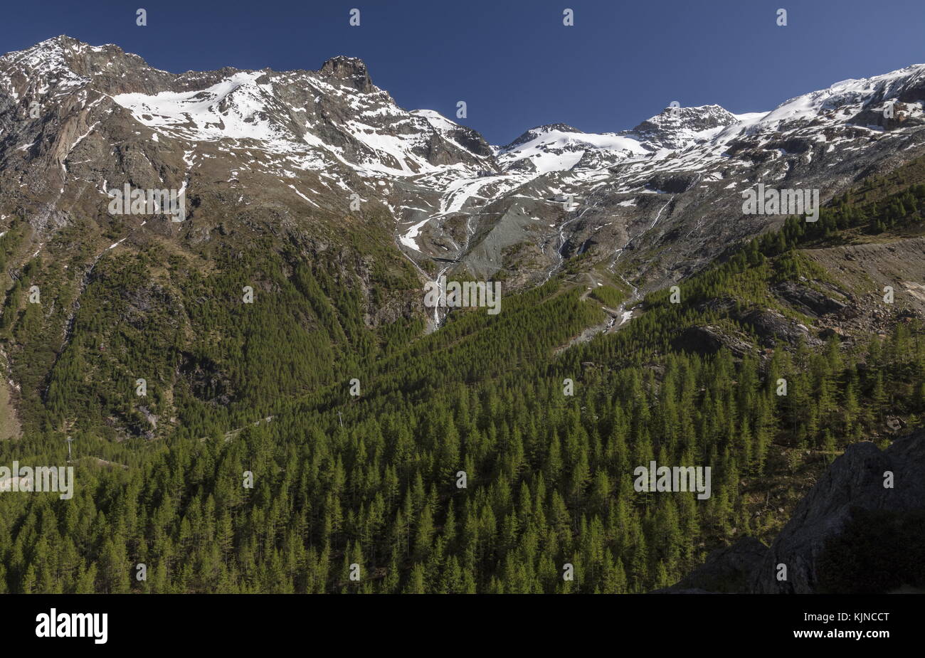 Larch Woodland on the slopes of Plattenhorn, above Saas Fee, Swiss Alps. Stock Photo