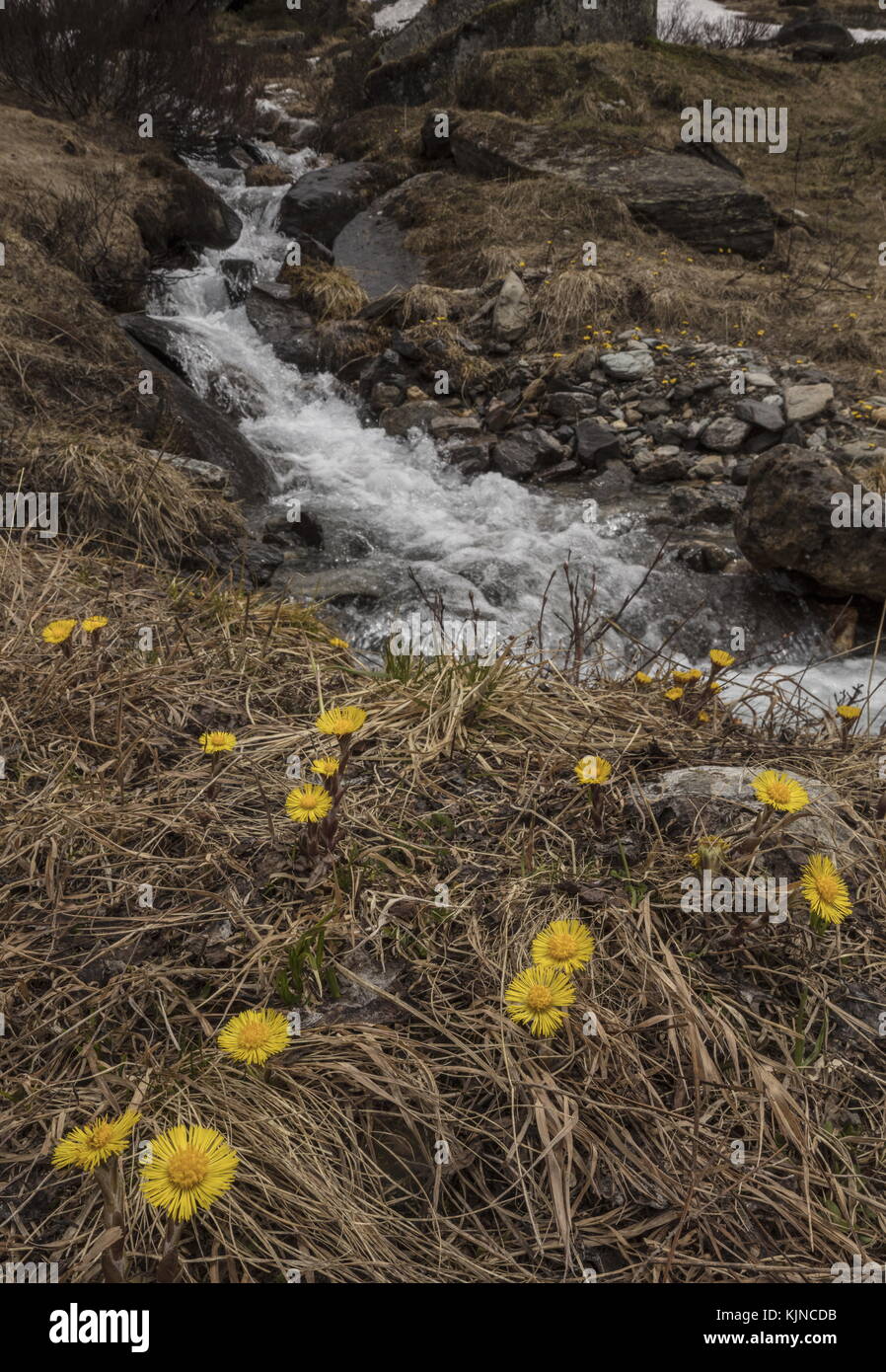 Coltsfoot, Tussilago farfara, close to melting snow and stream in the high Swiss Alps. Stock Photo