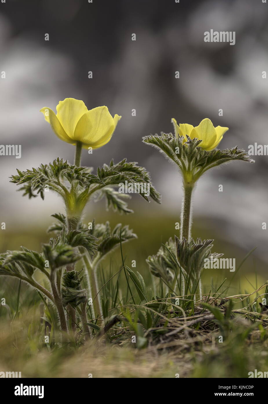 Yellow Alpine Pasqueflower, Pulsatilla alpina ssp apiifolia, in flower in the Swiss Alps. Stock Photo
