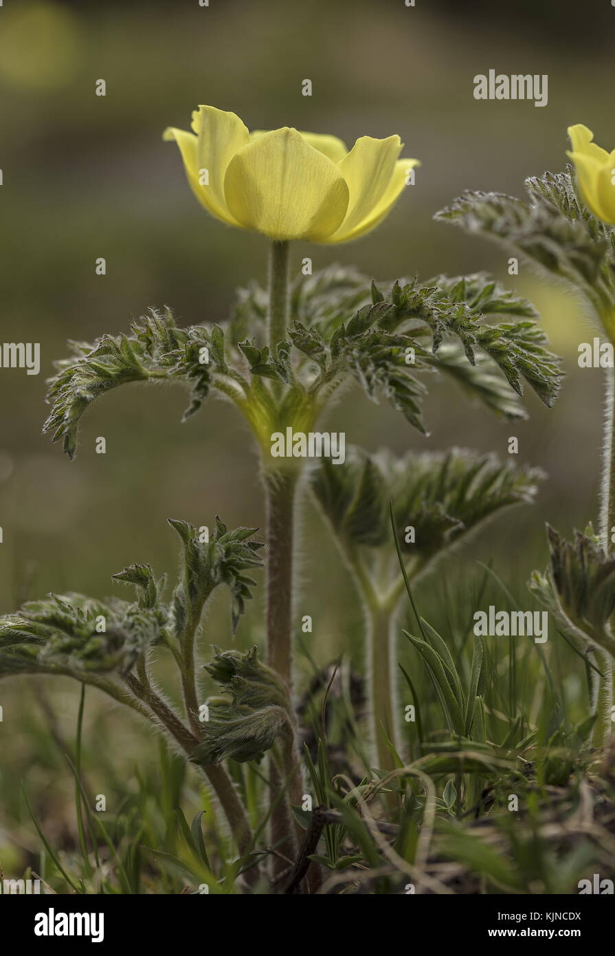 Yellow Alpine Pasqueflower, Pulsatilla alpina ssp apiifolia, in flower in the Swiss Alps. Stock Photo