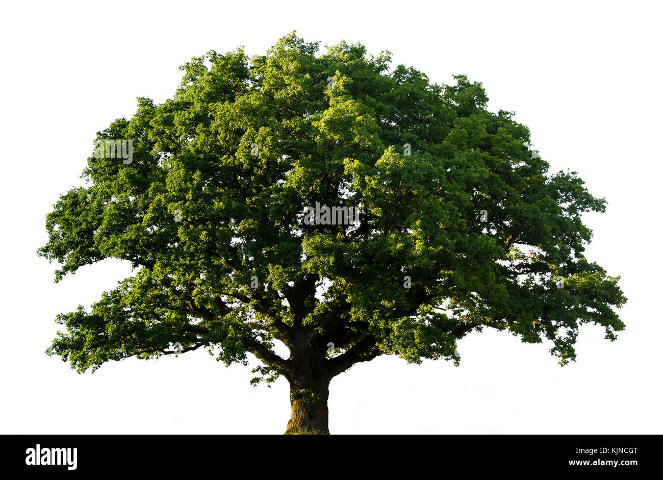 Green oak tree isolated on white background Stock Photo