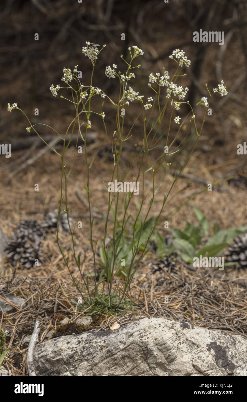 Rock scurvy grass, Kernera saxatilis, in flower on limestone rock, Swiss Alps. Stock Photo