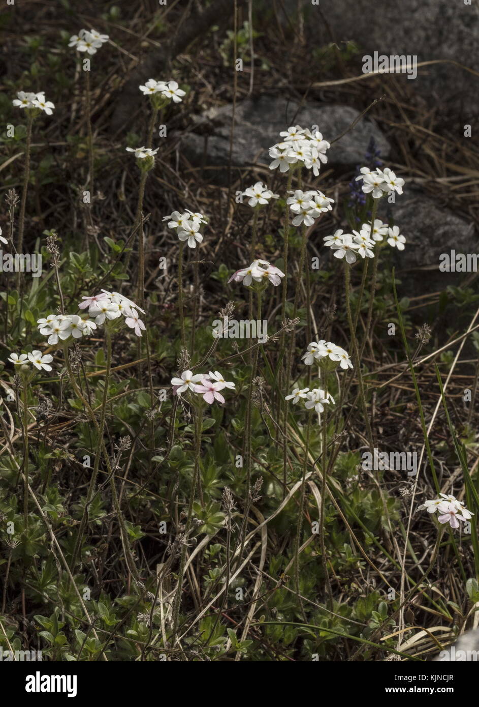 Ciliate Rock-Jasmine, Androsace chamaejasme, in flower on limestone in the Swiss Alps. Stock Photo